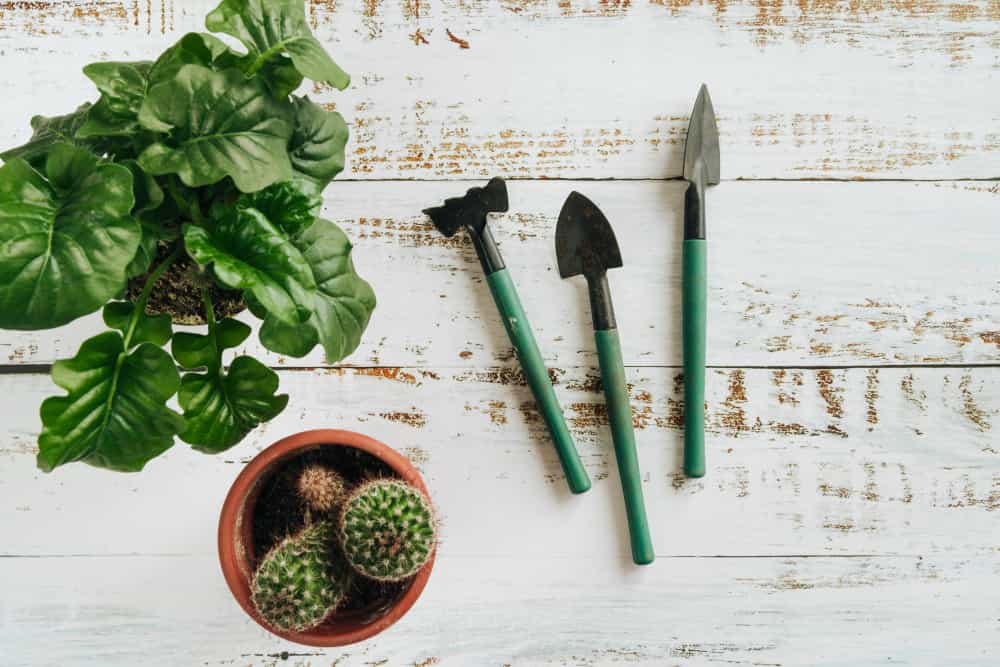 Sprout Your Space – A Beginner’s Guide to Plant Kits